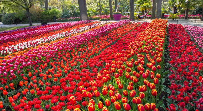 A holland Keukenhof kert