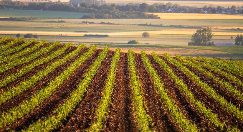 Frissültek a Feltételesség szabályaival kapcsolatos NAK kiadványok