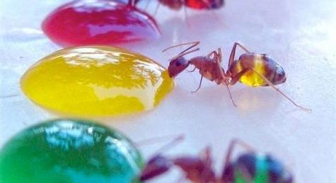 Az vagy, amit megeszel – A nap képe