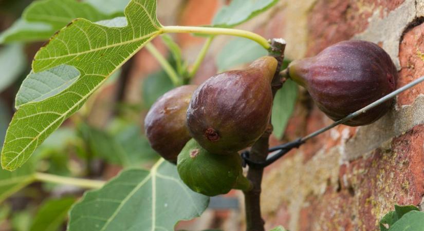 Figyelem! Tudod melyik fát ne ültesd soha a házad közelébe?