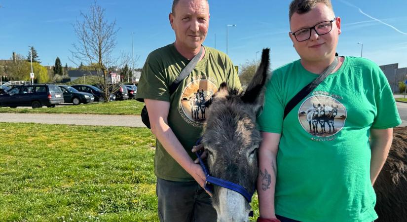 Adria vagy Himod? Julcsi, a makacs szamár inkább a horvát tengerpartot választotta volna (videó)