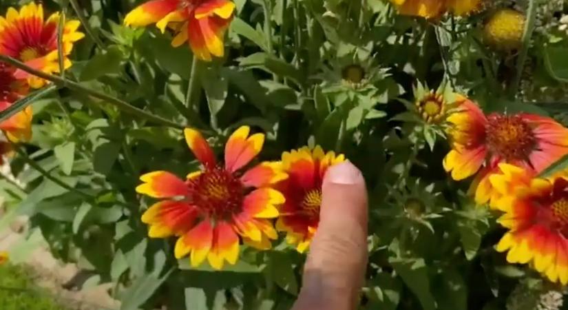 Ezek a lusta emberek kedvenc virága a teraszra, jól tűrik a még tűző napot is, szinte elpusztíthatatlanok