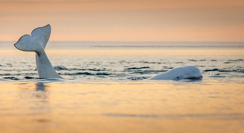 A történelem legrosszabb időszakát hozta el Trump a veszélyeztetett fajok számára
