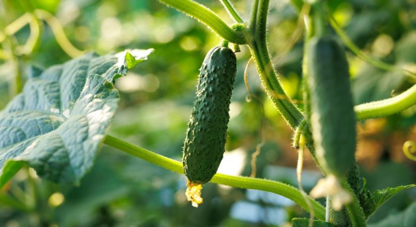 Itt a titok! Ha ezt tudod, nem lesz apró és keserű az uborkád!