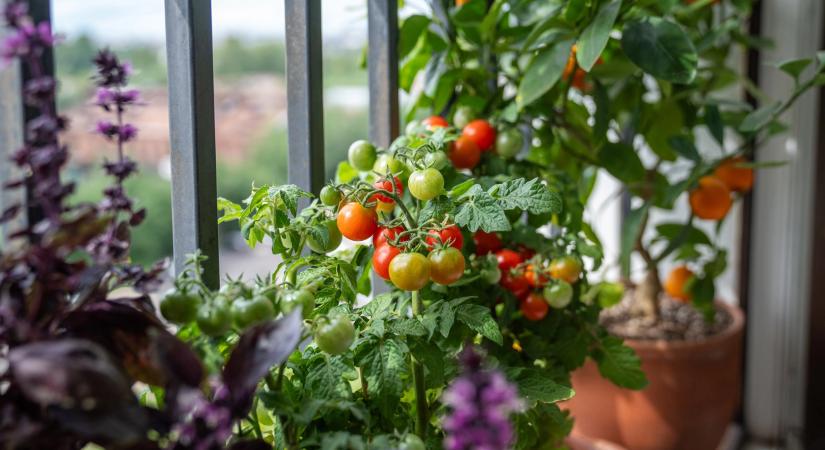 Kiskerti vetőmagok - mit, hol mikor vegyünk?