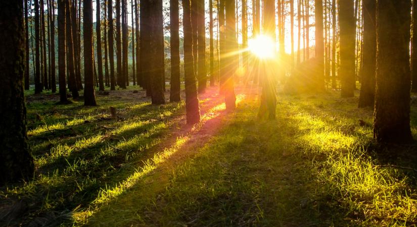 Ingyen szedhetjük Nagymaroson, mi mégis 5000 forintért vesszük kilóját a piacon