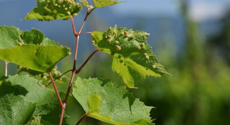 A metszés is foghatja a szőlőkabócát
