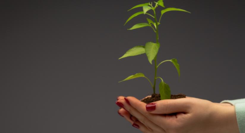 6 zöldség, amit soha ne ültess palántáról