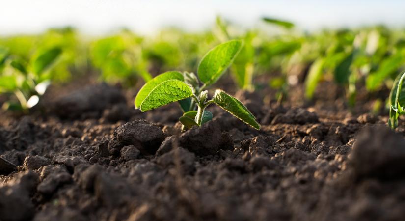 Kifulladóban a takarmányborsó? Egy hüvelyesben még bízik Európa