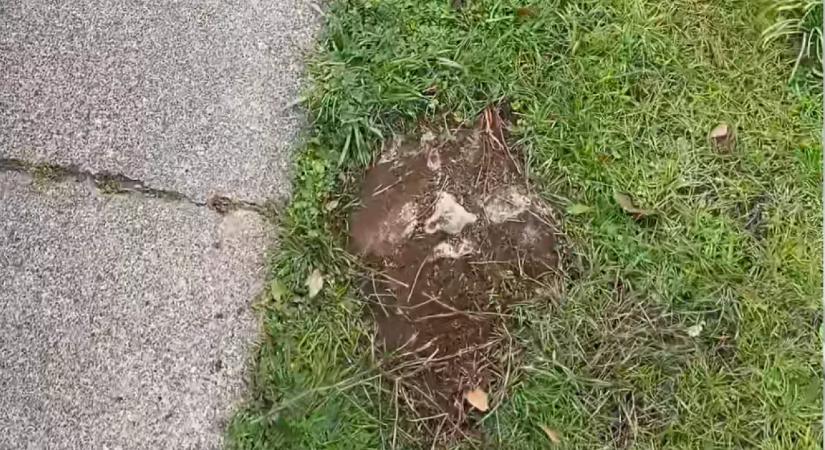 Szokatlan követ talál a kertjében a nő: a mögötte rejlő történet lenyűgöző