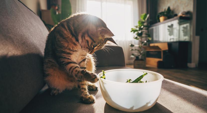 Zöldbab a cicának: egészséges nasi vagy tiltólistás falat?