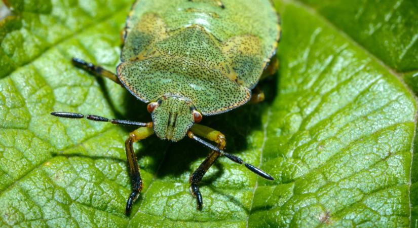 Csodálatos hír Neked, óriási bánat a poloskáknak!