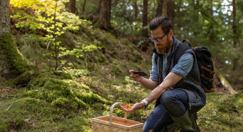 A hazai erdők rejtett kincse a piacon tízezrekbe kerül, pedig ingyen is szedheted