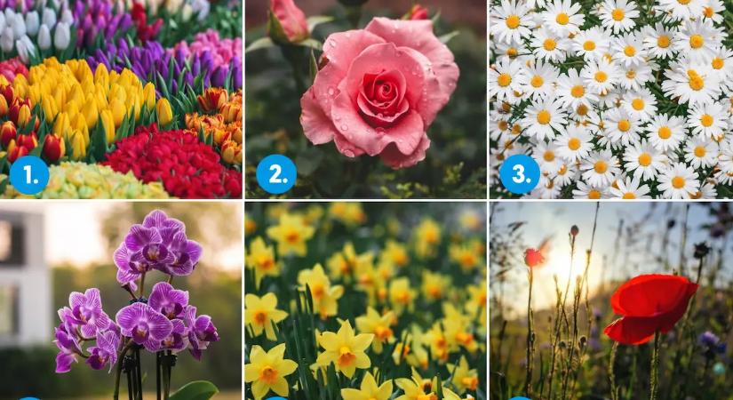 Válassz egy virágot, és derítsd ki, mit árul el rólad