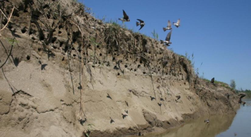 Felhívás: partifecskék beköltözése építési területekre