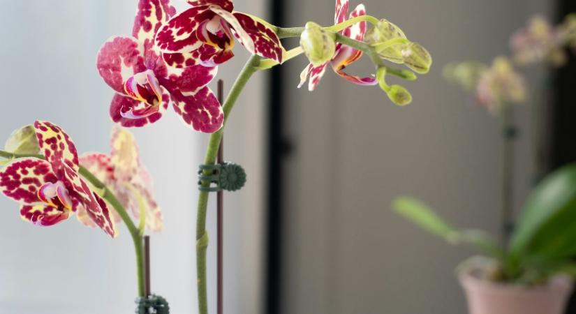 Jobban szereti az orchidea, mint a vizet: soha többé nem öntözzük mással a szobanövényeket!