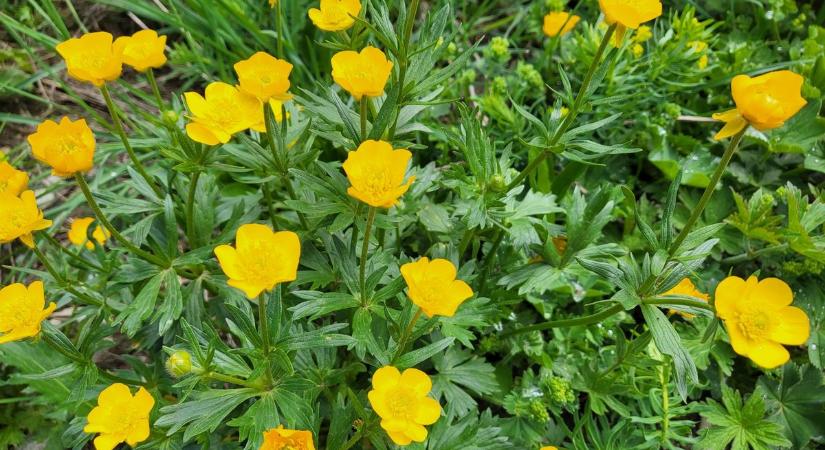 Boglárka blues: sárga virág, zöld gond