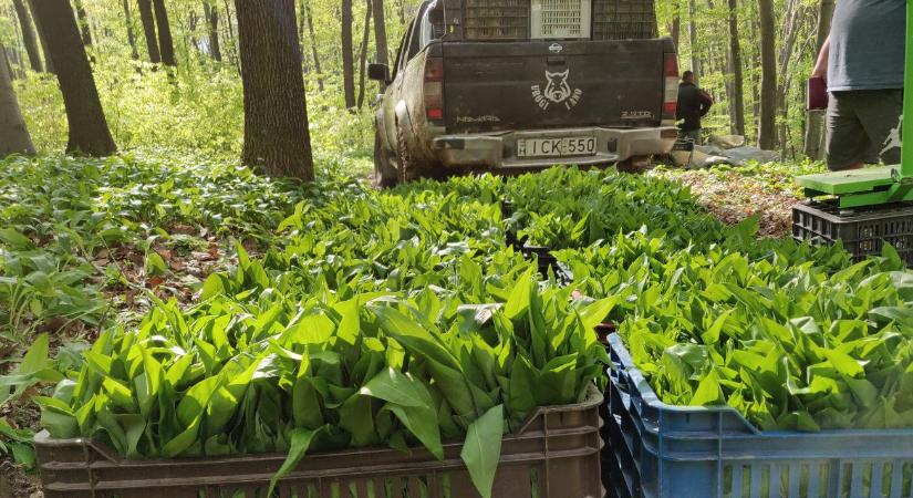 Erdőből a világpiacra: A baranyai medvehagyma-birodalom titka