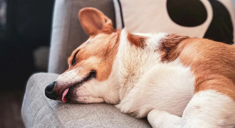 Kutyáknak és macskáknak szánt tévécsatorna indult