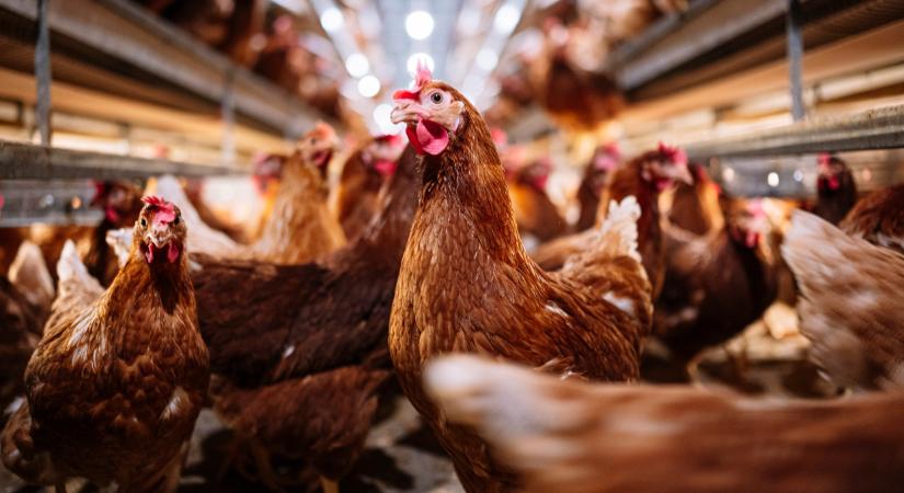 A csirkehúst is elérheti a válság: súlyos gond lehet sokak kedvencével