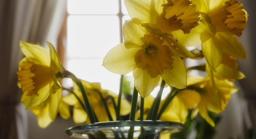 Ezzel a trükkel tovább friss marad a nárciszcsokor