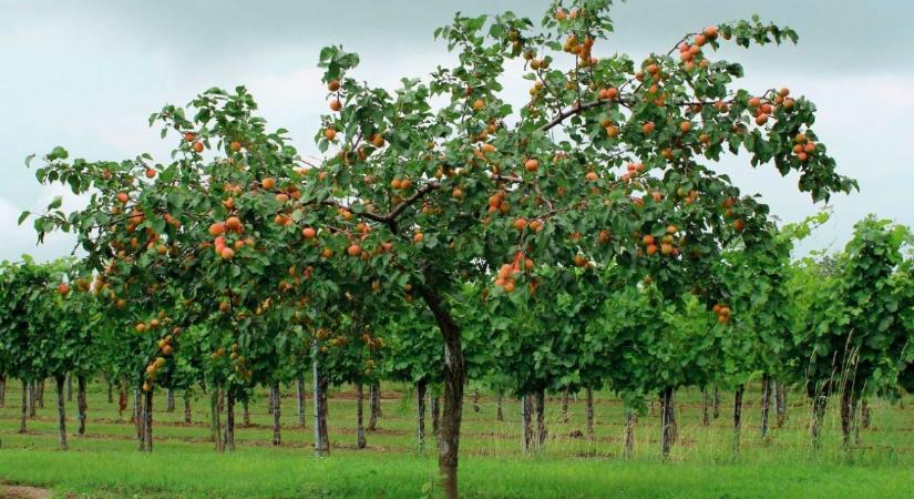 Hasznos tanácsok gyümölcsfák tavaszi telepítéséhez