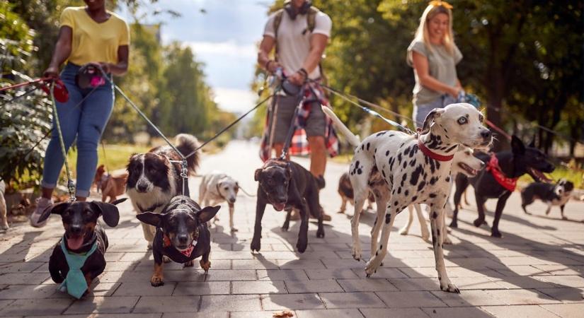 Veszély fenyegeti a szegedi kutyásokat – invázió a kedvelt sétahelyen
