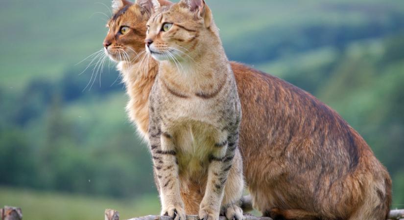 A macskák, akik megjárták az olasz Dolomitokat, most egy japán étteremben lakomáznak (videó)
