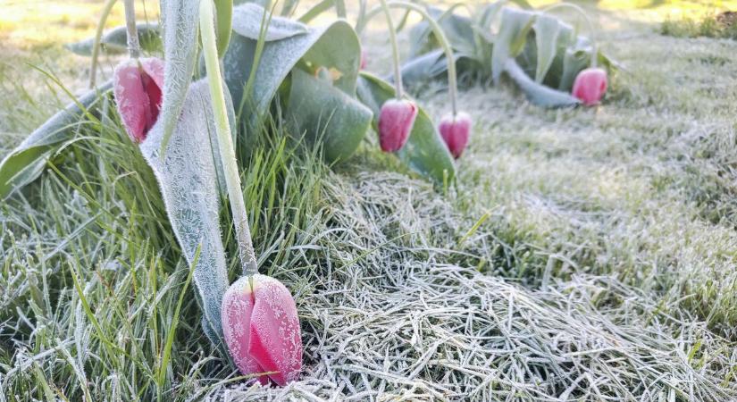 Dermesztő fordulat: mutatjuk, hol kell tartani a fagytól