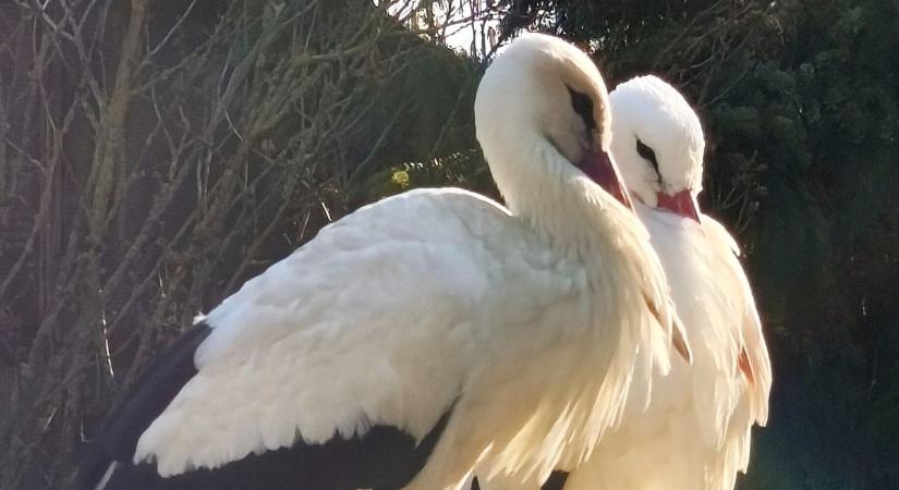 Kilenc év töretlen hűség: Macus és Szofi hat tojással és újult erővel köszönti a tavaszt