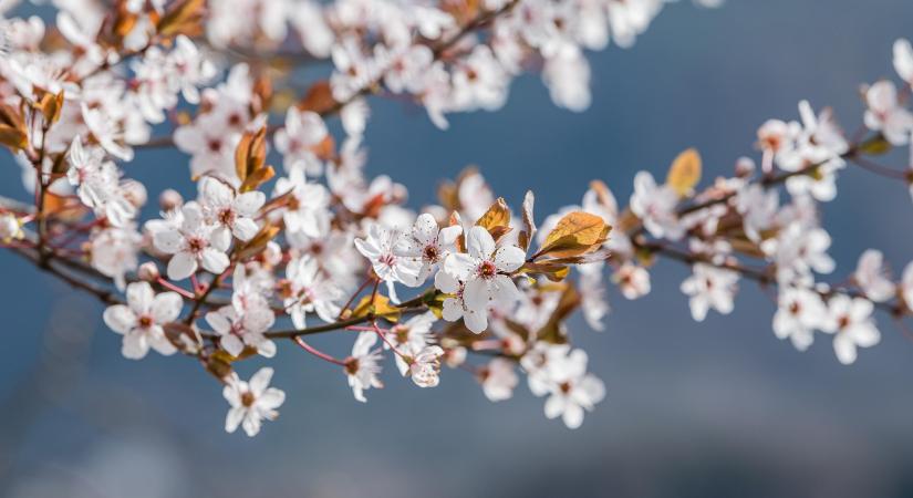 Erősödik az aszkospórás fertőzési nyomás – fokozott védekezés szükséges a varasodás ellen