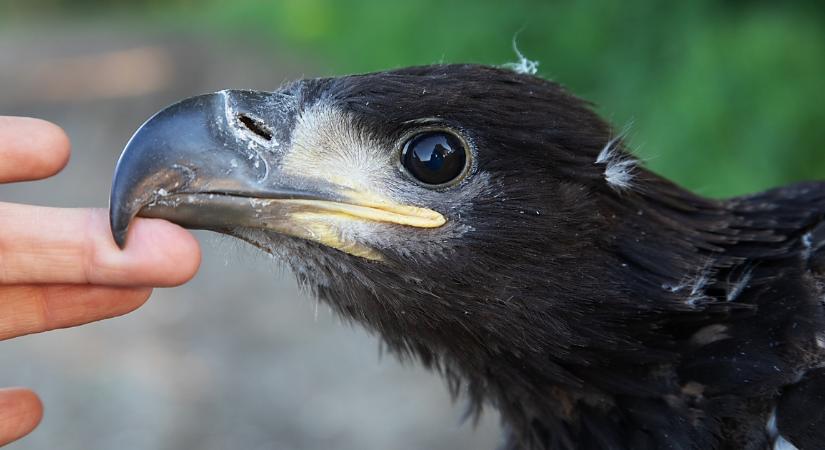 Díjnyertes képeket nézegethetünk ezen a debreceni tárlaton