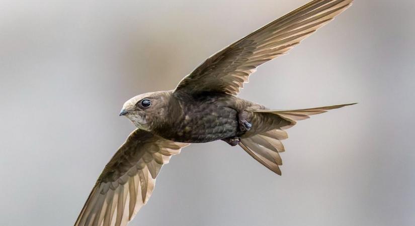 A repülőgépek is csak álmodnak arról, amit a levegő világrekordere hónapokig csinál