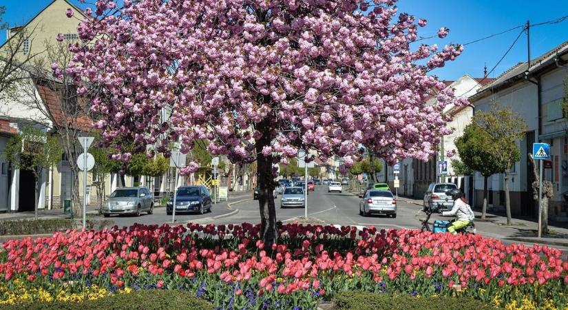 Mesés látványt nyújt a sok ezernyi virág a Mátraalján