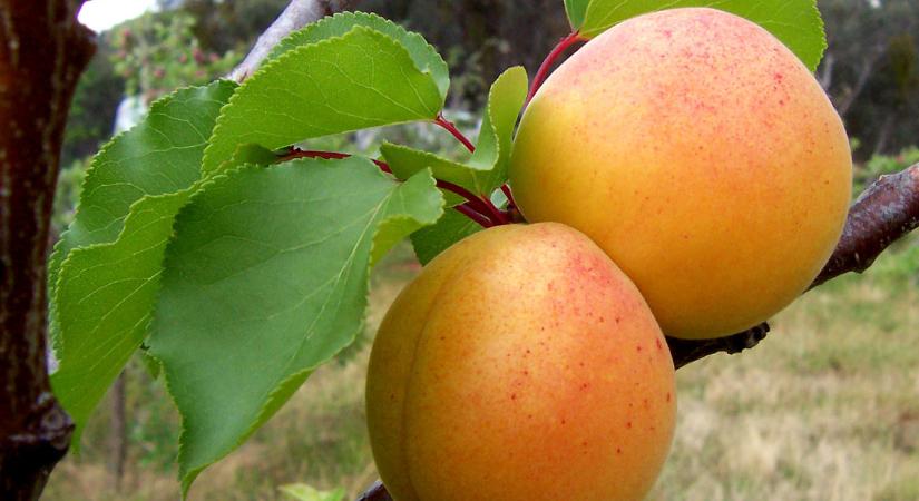 Kései fagyok és kajszibarack