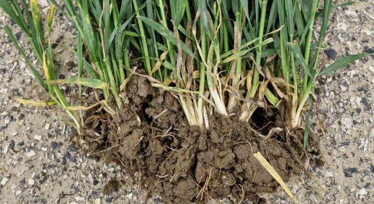 Új rovat indul: jön a Fenológiai FIGYELŐ