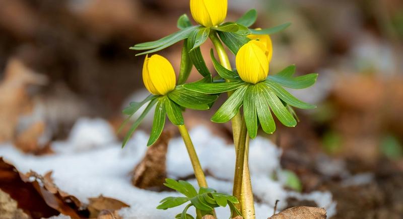 Szerdától beköszöntött a rendkívül hideg idő: erős szél, eső, havas eső vagy havazás várható