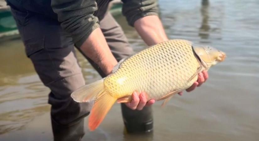 Háromnyaras pontyokat telepítettek a Tisza-tóba