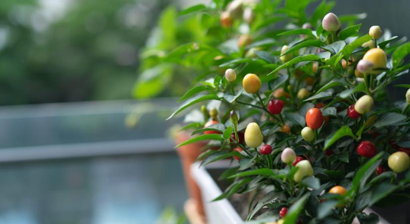 Hobbikertészet: ezeket a különleges zöldségeket ültetik egyre többen