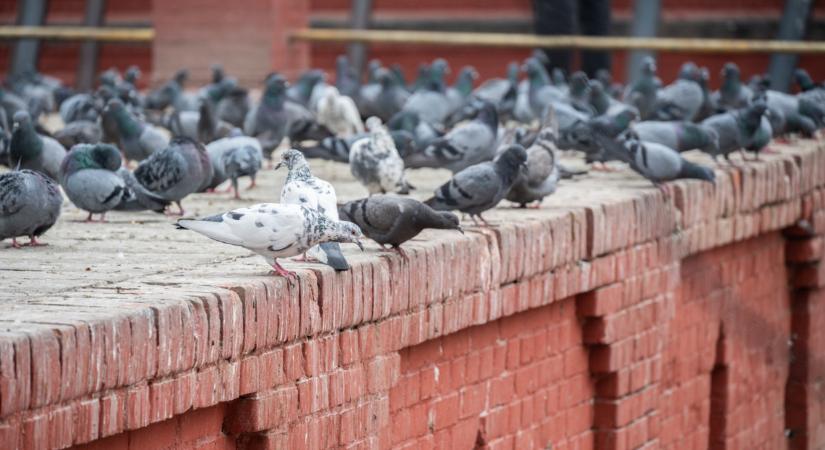 Ez már háború: megtámadták Békéscsabát, drasztikus lépésekre készül a város