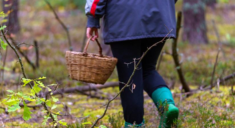 Ingyen szedheted Nagymaroson, miközben 5 ezer forintért árulják a piacon