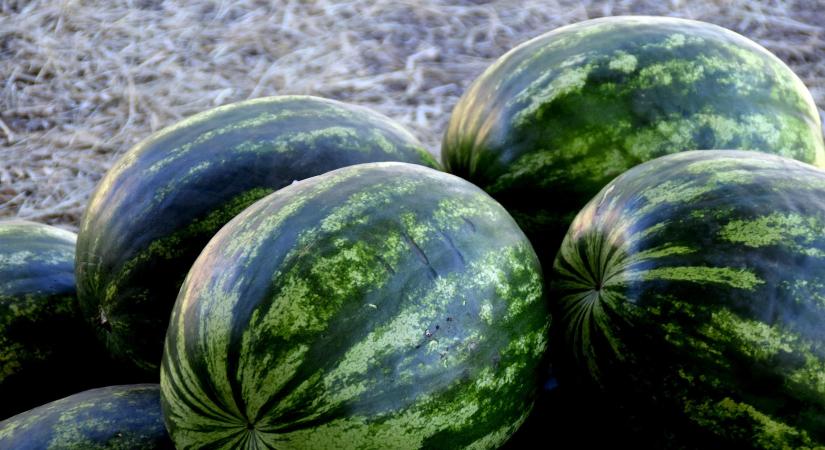 Korábban érkezik a magyar dinnye a piacokra
