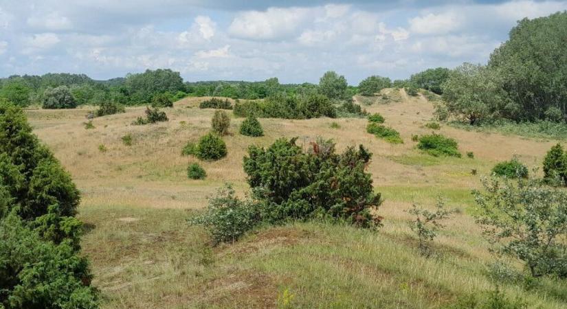 Több fa, kevesebb víz: ellentmondás a homokhátságon