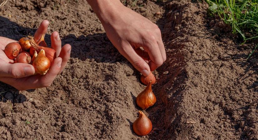 Mit ültessünk áprilisban? Ezek a növények bírják a szeszélyes időt is