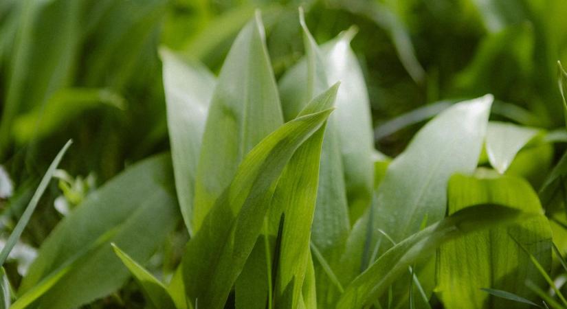 A tavasz legfinomabb illata vár kóstolással és túrázással a Bakonyban