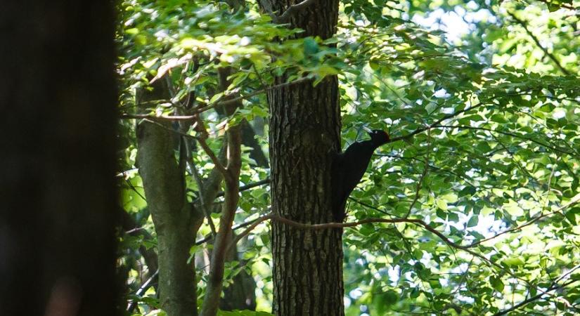 Nem mindenhol jó az erdő: a homoki fásítás kiszáríthatja a tájat