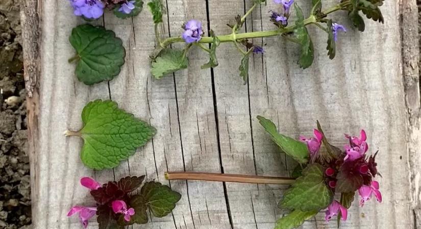 Mindenki gyomként irtja, pedig aranyat ér: a leghatásosabb „gyógyszer” ott nő a kertedben!