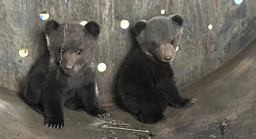 Árva medvebocsokat mentettek Hargita megyében