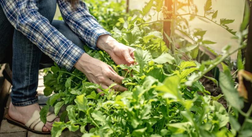 Ezt az 5 tavaszi munkát ne hagyd ki, ha szép kertet akarsz nyárra