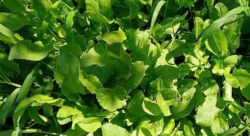 Ez a zöldség toronymagasan a legjobb a magas vérnyomás ellen, és szinte minden kertben megtalálható